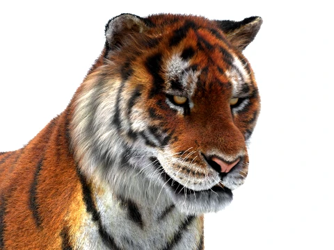 Rigged Siberian Tiger - Hair and Fur 3D Model