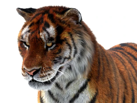 Rigged Siberian Tiger - Hair and Fur 3D Model