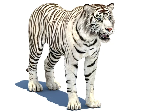 Game-Ready Sumatran White Tiger 3D Model