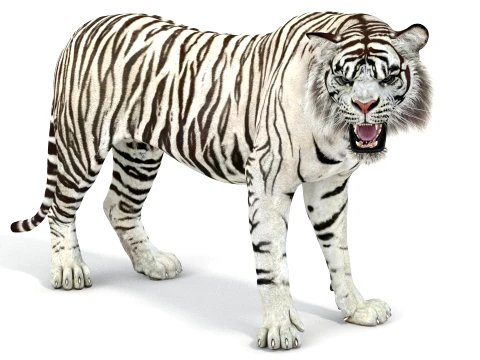 Rigged Sumatran White Tiger - Game-Ready 3D Model