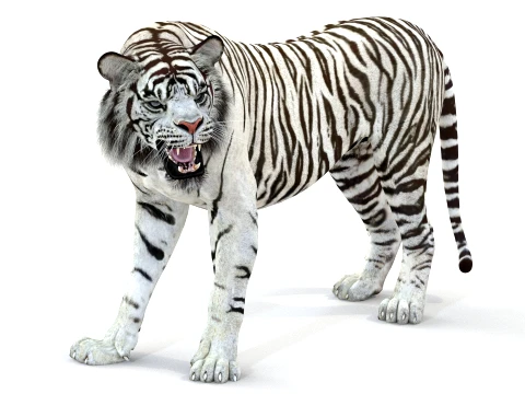 Animated White Tiger - Game-Ready 3D Model