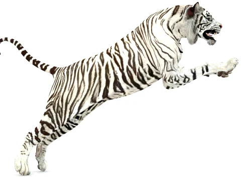 Animated White Tiger - Game-Ready 3D Model