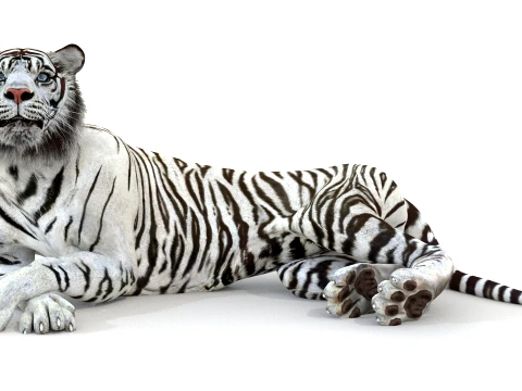 Animated White Tiger - Game-Ready 3D Model