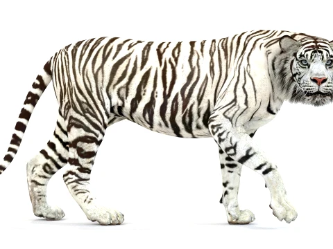 Animated White Tiger - Game-Ready 3D Model