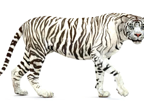 Animated White Tiger - Game-Ready 3D Model