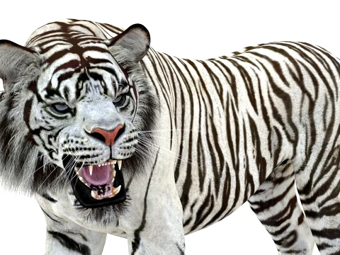Animated White Tiger - Game-Ready 3D Model