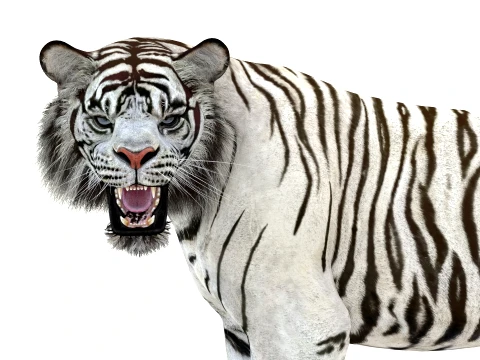 Animated White Tiger - Game-Ready 3D Model