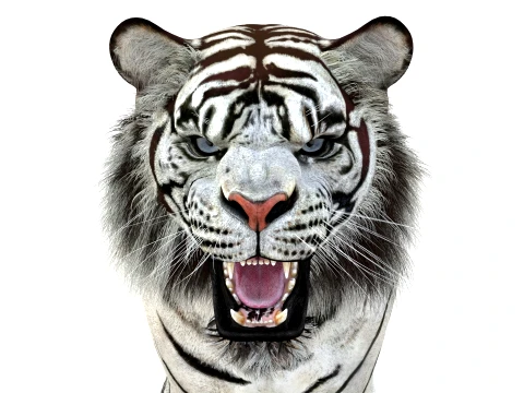 Animated White Tiger - Game-Ready 3D Model