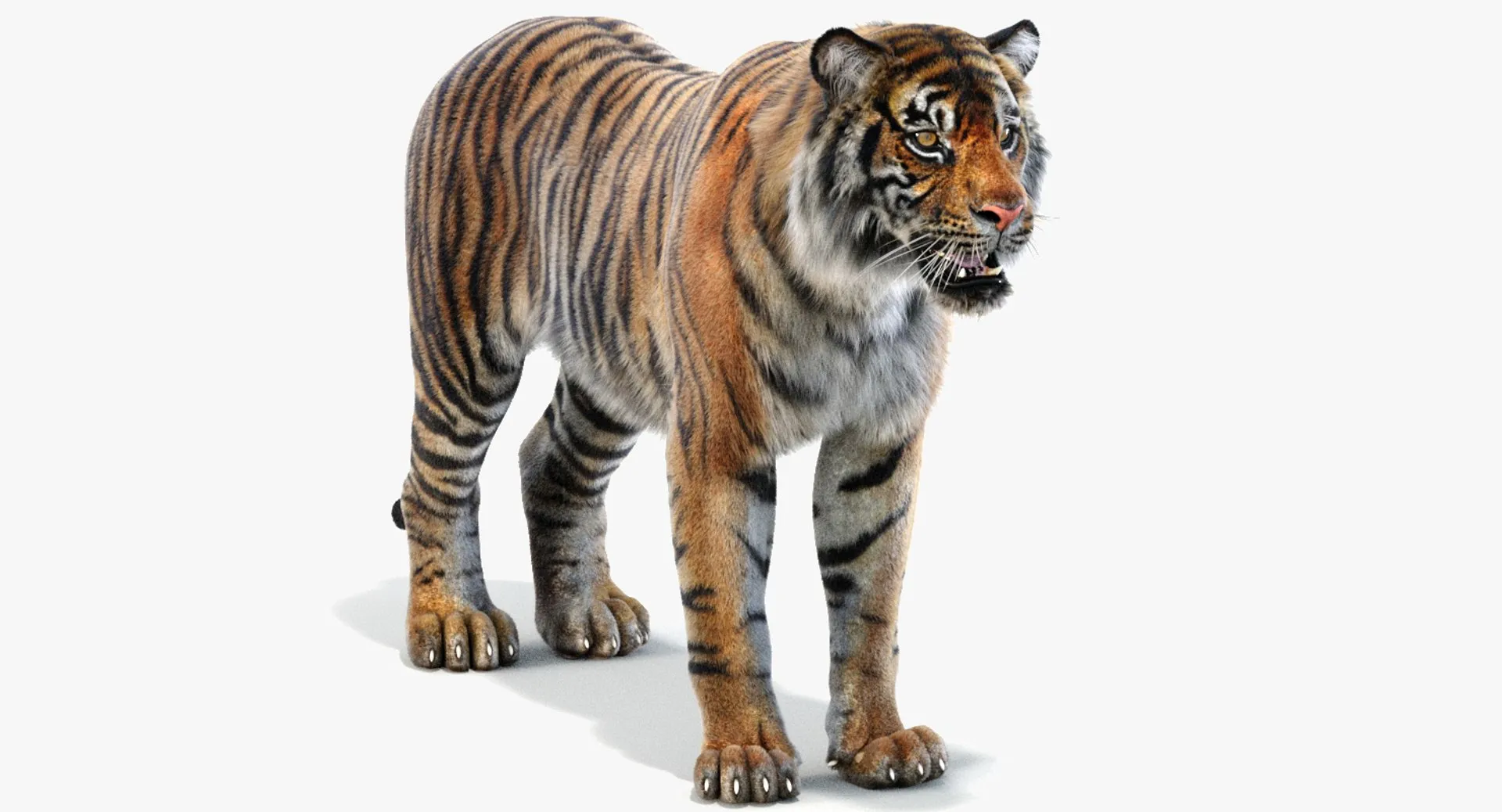Sumatran Tiger - Hair and Fur 3D Model .c4d .max .obj .3ds .fbx .stl .blend 
