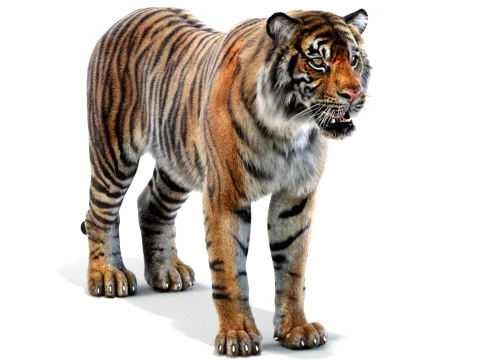 Sumatran Tiger - Hair and Fur 3D Model