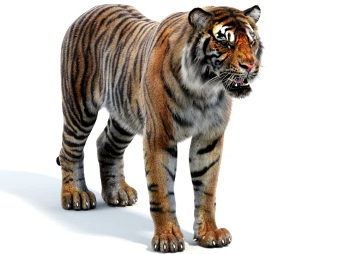 Sumatran Tiger - Hair and Fur 3D Model
