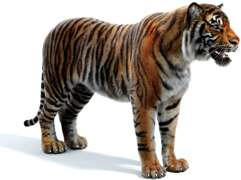 Sumatran Tiger - Hair and Fur 3D Model