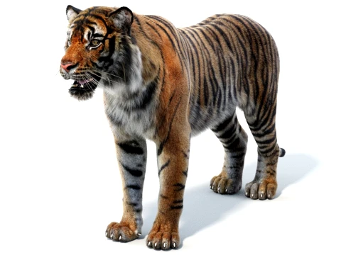 Sumatran Tiger - Hair and Fur 3D Model