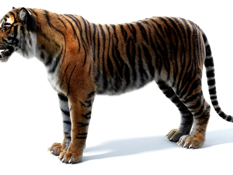 Sumatran Tiger - Hair and Fur 3D Model