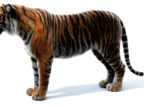 Sumatran Tiger - Hair and Fur 3D Model