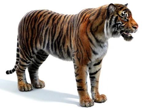 Sumatran Tiger - Hair and Fur 3D Model