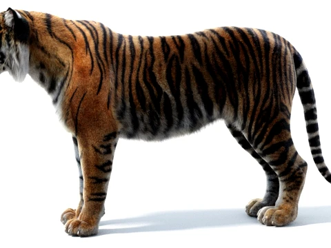 Sumatran Tiger - Hair and Fur 3D Model