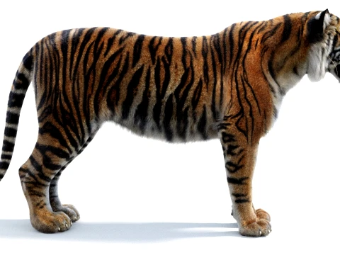 Sumatran Tiger - Hair and Fur 3D Model