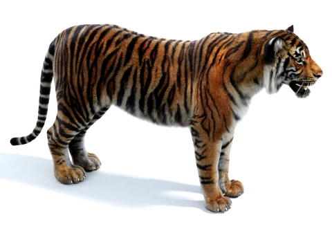 Sumatran Tiger - Hair and Fur 3D Model