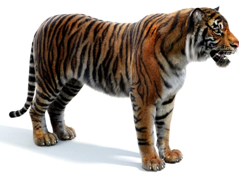 Sumatran Tiger - Hair and Fur 3D Model