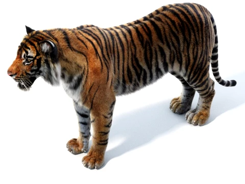 Sumatran Tiger - Hair and Fur 3D Model