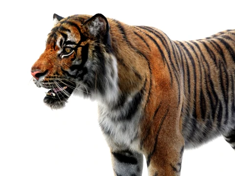 Sumatran Tiger - Hair and Fur 3D Model
