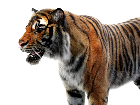Sumatran Tiger - Hair and Fur 3D Model