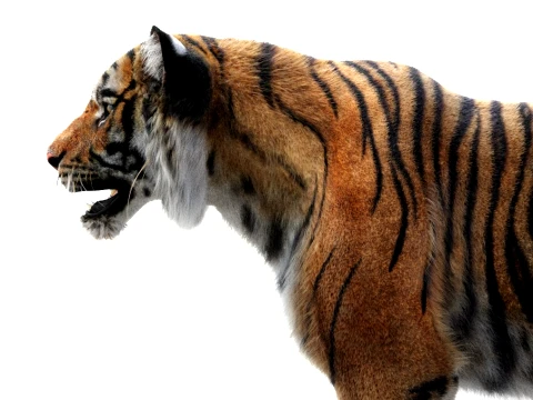 Sumatran Tiger - Hair and Fur 3D Model