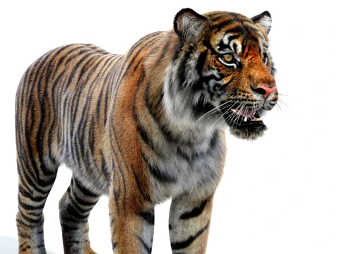 Sumatran Tiger - Hair and Fur 3D Model