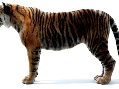 Sumatran Tiger - Hair and Fur 3D Model