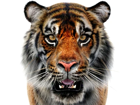 Sumatran Tiger - Hair and Fur 3D Model