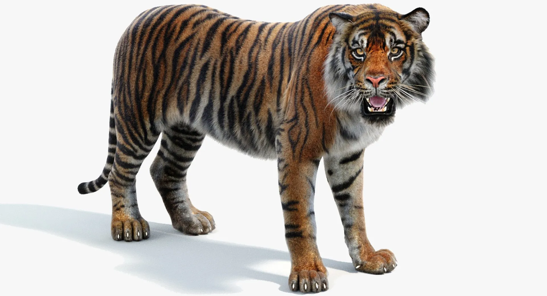 Rigged Sumatran Tiger - Hair and Fur 3D Model .c4d .max .obj .3ds .fbx .stl .blend