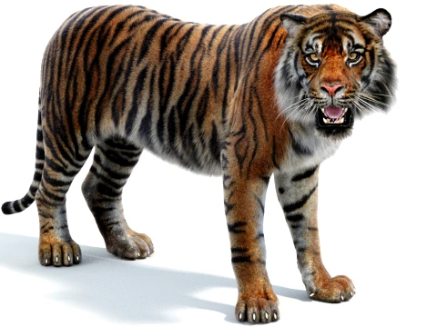 Rigged Sumatran Tiger - Hair and Fur 3D Modell