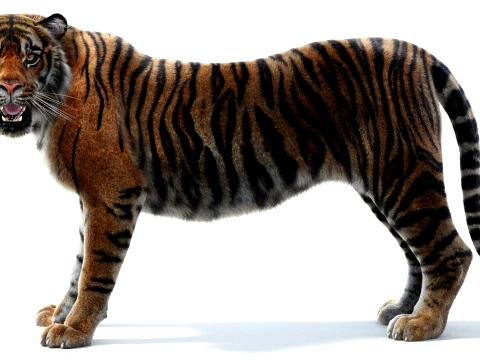 Rigged Sumatran Tiger - Hair and Fur 3D Model