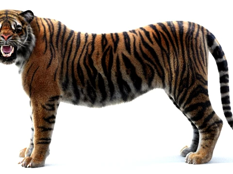 Rigged Sumatran Tiger - Hair and Fur 3D Model