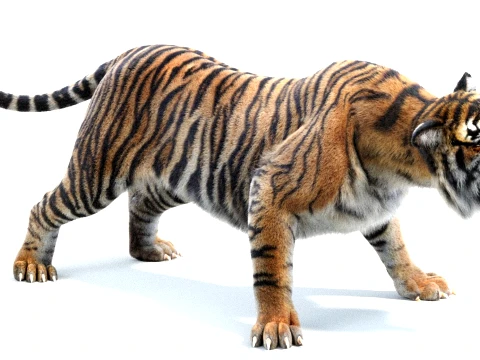 Rigged Sumatran Tiger - Hair and Fur 3D Model