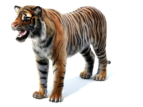Rigged Sumatran Tiger - Hair and Fur 3D Model
