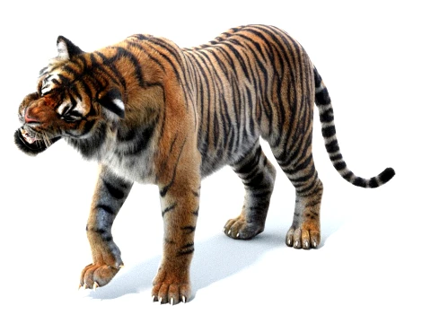 Rigged Sumatran Tiger - Hair and Fur 3D Model