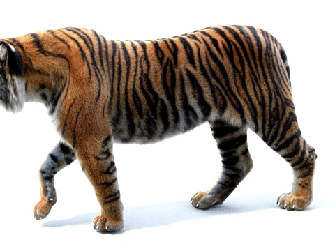 Rigged Sumatran Tiger - Hair and Fur 3D Model