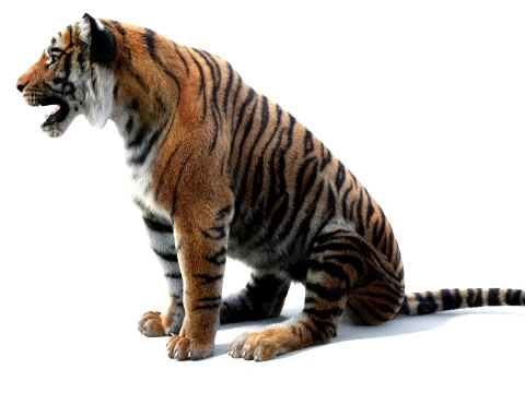 Rigged Sumatran Tiger - Hair and Fur 3D Model