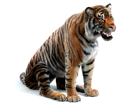 Rigged Sumatran Tiger - Hair and Fur 3D Model