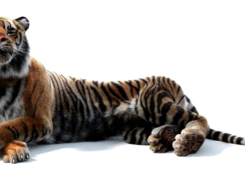 Rigged Sumatran Tiger - Hair and Fur 3D Model