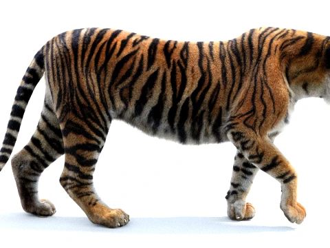 Rigged Sumatran Tiger - Hair and Fur 3D Model