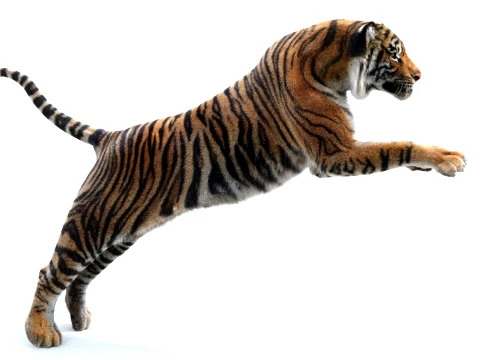 Rigged Sumatran Tiger - Hair and Fur 3D Model