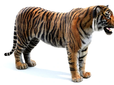 Rigged Sumatran Tiger - Hair and Fur 3D Model