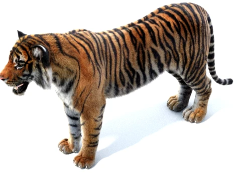 Rigged Sumatran Tiger - Hair and Fur 3D Model