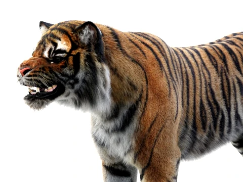 Rigged Sumatran Tiger - Hair and Fur 3D Model