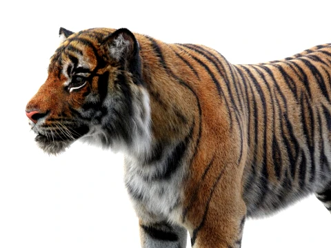 Rigged Sumatran Tiger - Hair and Fur 3D Model