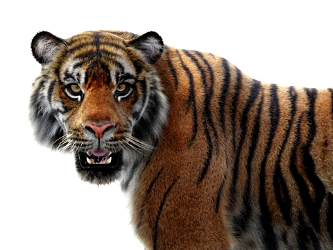 Rigged Sumatran Tiger - Hair and Fur 3D Model