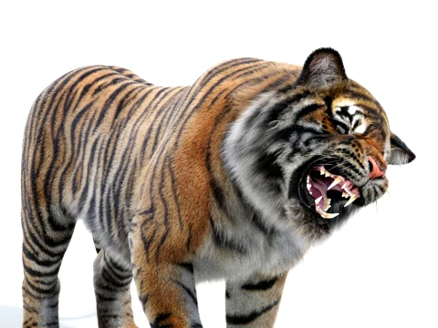 Rigged Sumatran Tiger - Hair and Fur 3D Model